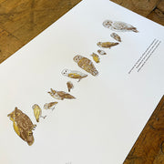 A Few Owls Letterpress Print