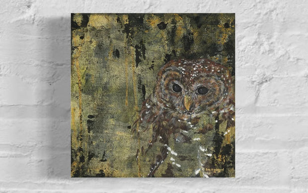 Spotted Owl 12x12 Print