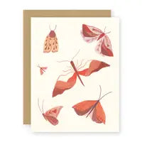 Moths Notecard