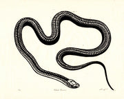 Abney Wallace Woodblock Snake & Reptile Prints