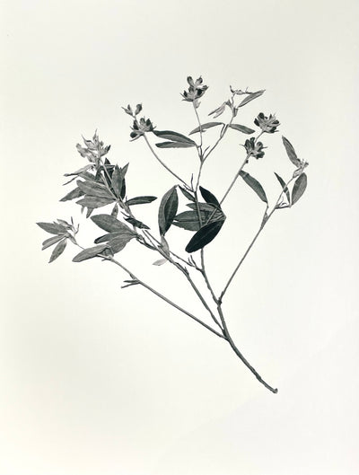 Botanical Print Sage